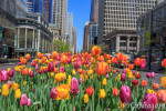 Весна в Чикаго 2013